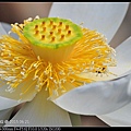 nEO_IMG_150621--ZhideYuan Waterlily 094-1000.jpg