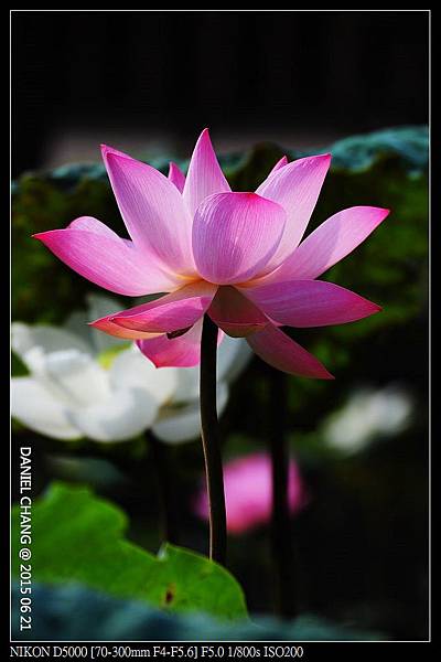 nEO_IMG_150621--ZhideYuan Waterlily 106-1000.jpg