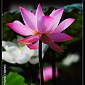 nEO_IMG_150621--ZhideYuan Waterlily 106-1000.jpg