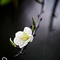 140116--Plum Blossom 009_mh1444948768147.jpg