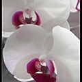 nEO_IMG_151226--Orchid & Mart 034-1000.jpg