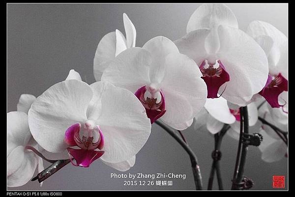 nEO_IMG_151226--Orchid & Mart 045-1000.jpg