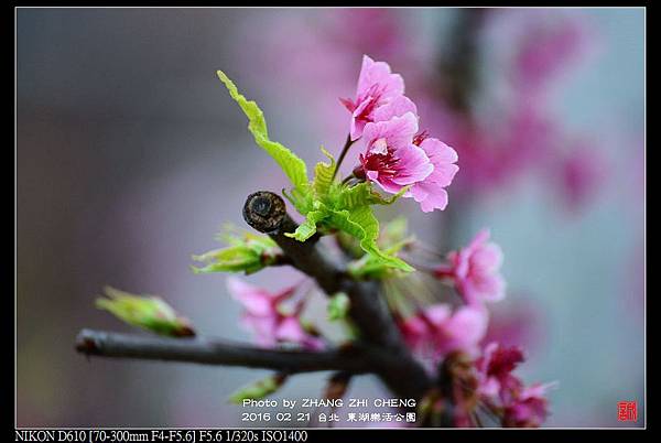 nEO_IMG_160221--Donghu Park D610 019-1000.jpg