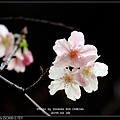 nEO_IMG_160229--CKS Flowers X-PRO1 038-1000.jpg