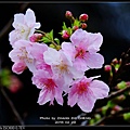nEO_IMG_160229--CKS Flowers X-PRO1 061-1000.jpg