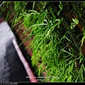 nEO_IMG_160311--Grass on wall Q-S1 041-1000.jpg