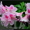 nEO_IMG_160319--Azaleas Dujuan 080-1000.jpg