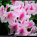 nEO_IMG_160319--Azaleas Dujuan 093-1000.jpg