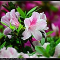 nEO_IMG_160319--Azaleas Dujuan 107-1000.jpg