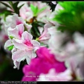 nEO_IMG_160319--Azaleas Dujuan 111-1000.jpg