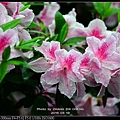 nEO_IMG_160319--Azaleas Dujuan 124-1000.jpg