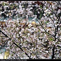 nEO_IMG_160327--TY Temple Cherry 031-1000.jpg