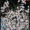 nEO_IMG_160327--TY Temple Cherry 041-1000.jpg