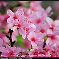 nEO_IMG_160405--Tianmu Cherry 011-1000.jpg