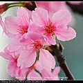 nEO_IMG_160405--Tianmu Cherry 057-1000.jpg