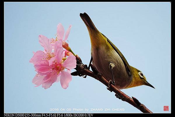 nEO_IMG_160405--Tianmu Cherry 099-crop-1000.jpg