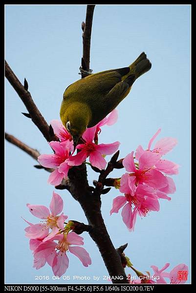 nEO_IMG_160405--Tianmu Cherry 112-crop-1000.jpg