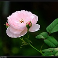 nEO_IMG_160508--Rose Garden 051-1000.jpg