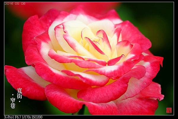 nEO_IMG_160508--Rose Garden 080-1000.jpg
