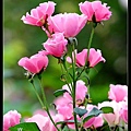 nEO_IMG_160508--Rose Garden 085-crop-1000.jpg