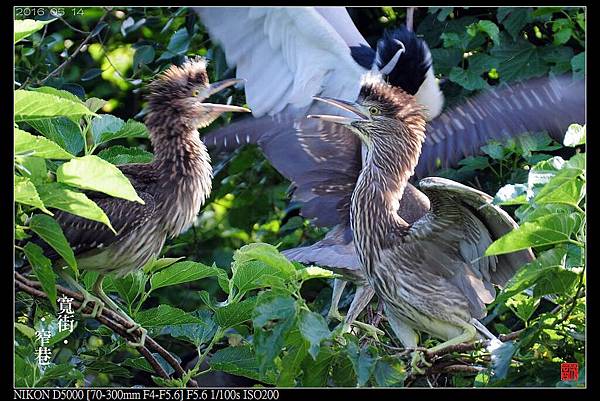 nEO_IMG_160514--Da-an Park birds 043-crop-1000.jpg