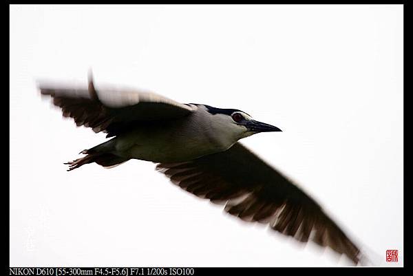 nEO_IMG_160515--Da-an Park birds 067-crop-1000.jpg