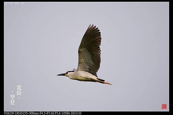 nEO_IMG_160515--Da-an Park birds 075-crop-1000.jpg