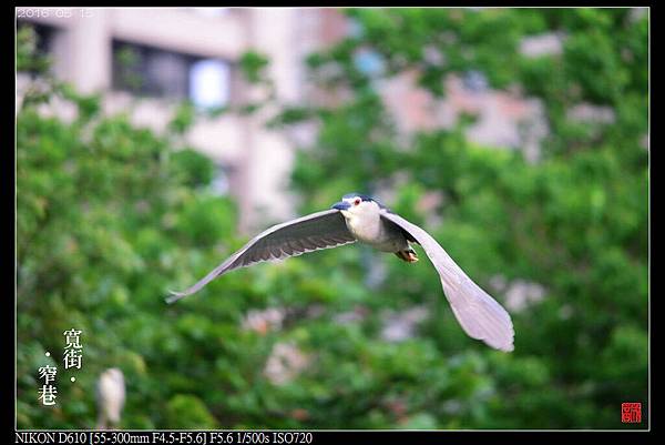 nEO_IMG_160515--Da-an Park birds 095-1000.jpg