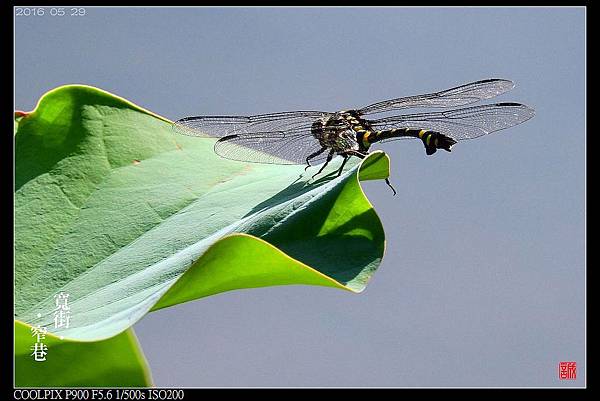 nEO_IMG_160529--Botanical Garden 010-crop-1000.jpg