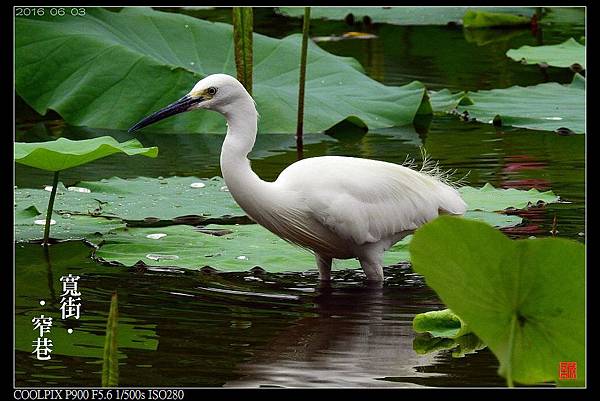 nEO_IMG_160603--Botanical Garder 073-1000.jpg