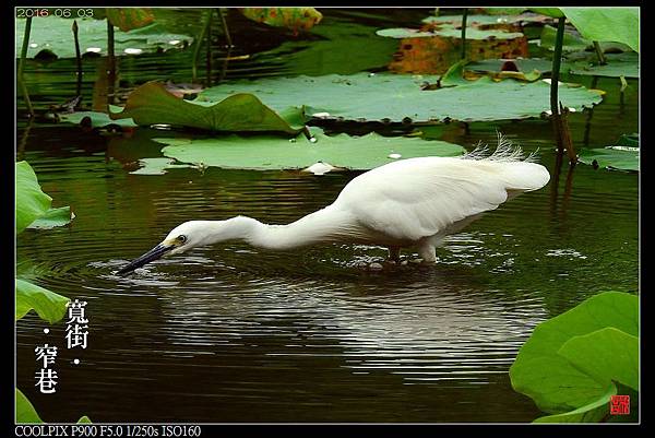 nEO_IMG_160603--Botanical Garder 082-1000.jpg