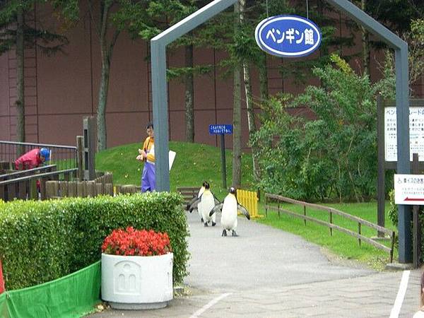 秋楓北海道 (217)