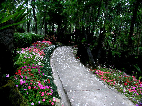 油桐花小徑