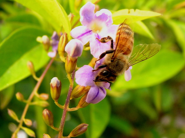 採蜜蜂特寫