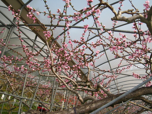 梅峰台大實驗林內花園