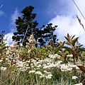 漫山遍野小花