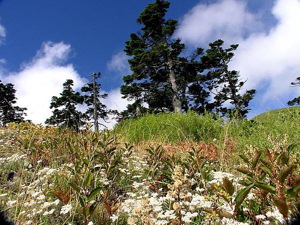 漫山遍野小花