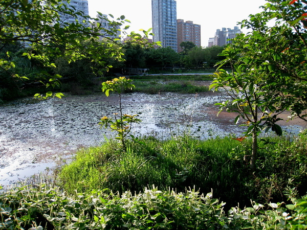 關渡溼地