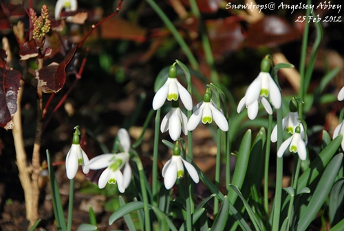 Cambridge 待雪草 Snowdrops At Anglesey Abbey 不欄達的英倫話匣子 痞客邦 Cambridge 待雪草 Snowdrops At Anglesey Abbey 不欄達的英倫話匣子 痞客邦