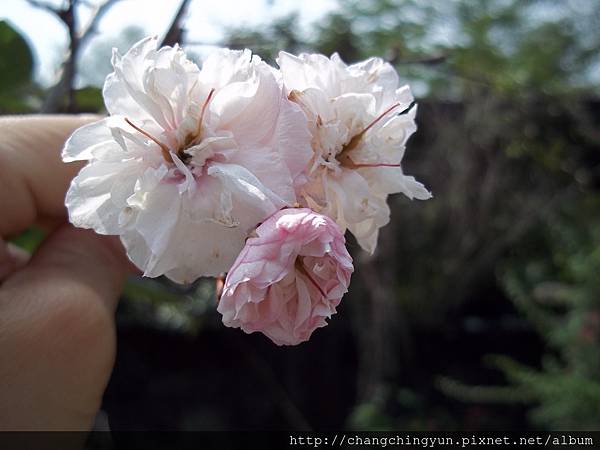 花比人嬌