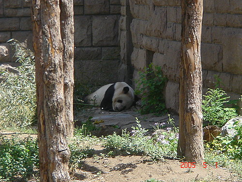 北京動物園的貓熊