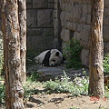 北京動物園的貓熊