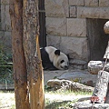 北京動物園       貓熊