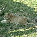 壽山動物園