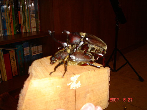 咱家的甲蟲------相親又相愛