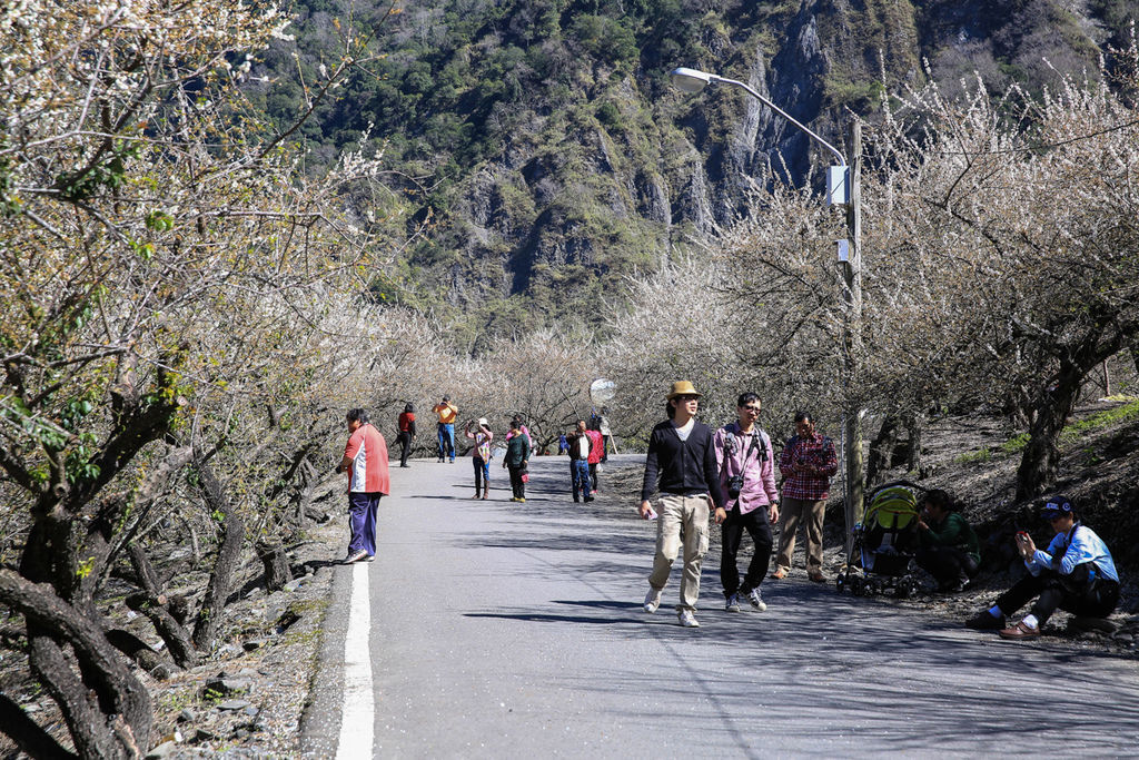 南投信義 土場梅園賞梅 小黑的旅行誌 痞客邦