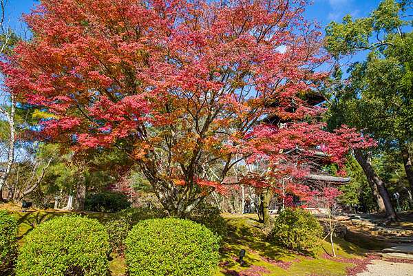 京都楓景 世界文化遺產之旅 秋季紅葉的仁和寺 小黑的旅行誌 痞客邦 京都楓景 世界文化遺產之旅 秋季紅葉的仁和寺 小黑的旅行誌 痞客邦