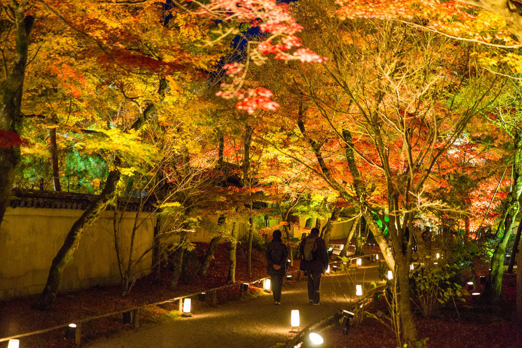 嵐山楓景 夢幻登場の寶嚴院秋の夜楓觀賞 小黑的旅行誌 痞客邦 嵐山楓景 夢幻登場の寶嚴院秋の夜楓觀賞 小黑的旅行誌 痞客邦