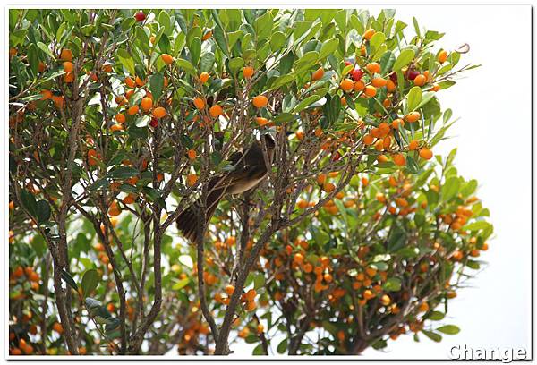 象牙树(乌木,琉球黑檀,乌皮仔)