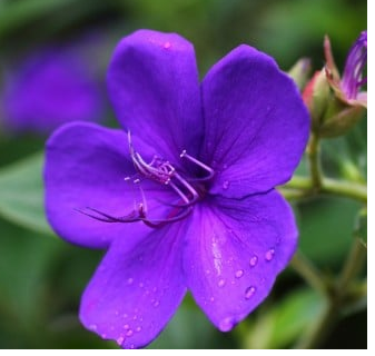 紫色野牡丹.png